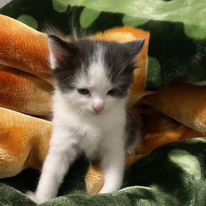 Meet your Posher, Denise